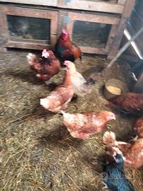 Galline