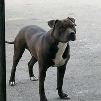 Amstaff di 5 anni maschio