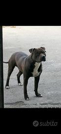Amstaff di 5 anni maschio
