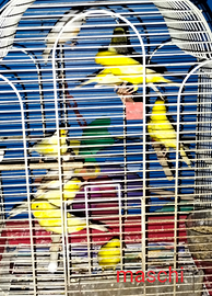 Canarini giallo intenso e comuni misti