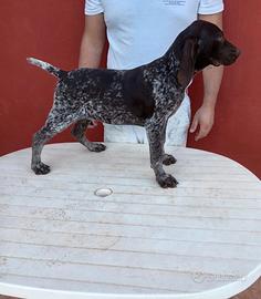 Bracco tedesco