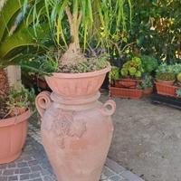 piante magiafumo cactus e echiveria