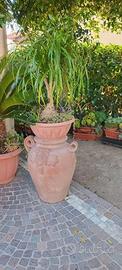 piante magiafumo cactus e echiveria
