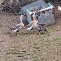 Coppia di oche cignoidi