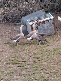 Coppia di oche cignoidi