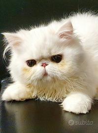 Maschietto persiano ipertipico dolcissimo