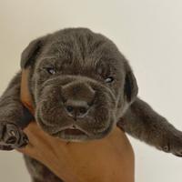 Cuccioli cane corso