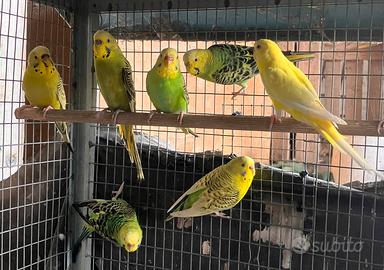 COCORITE 6 FEMMINE e 1 MASCHIO