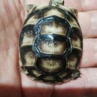 Tartaruga terrestre