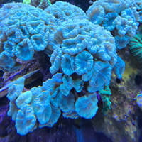 Coralli d'acquario
