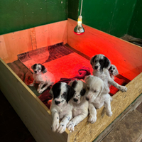 Vendita setter inglese