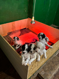 Vendita setter inglese