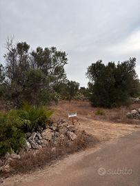 Terreno agricolo uliveto