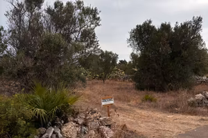Terreno agricolo uliveto