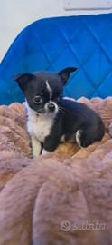 Chihuahua mini black e White cucciolo