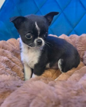 Chihuahua mini black e White cucciolo