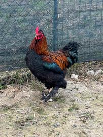 Gallo Brahma