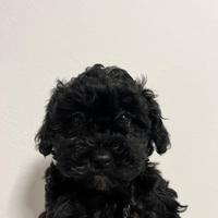 Maltipoo Toy pronti per una nuova famiglia