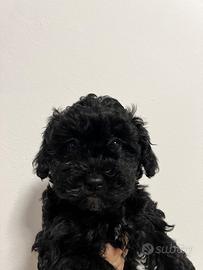 Maltipoo Toy pronti per una nuova famiglia