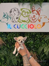 Chihuahua maschi e femmina