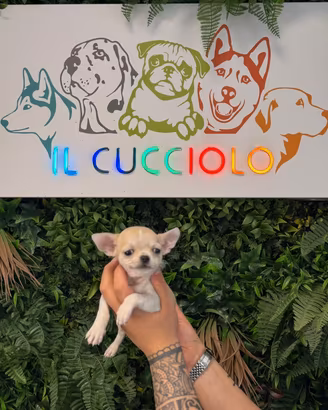 Chihuahua maschi e femmina