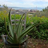piante di aloe vera