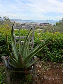 piante di aloe vera