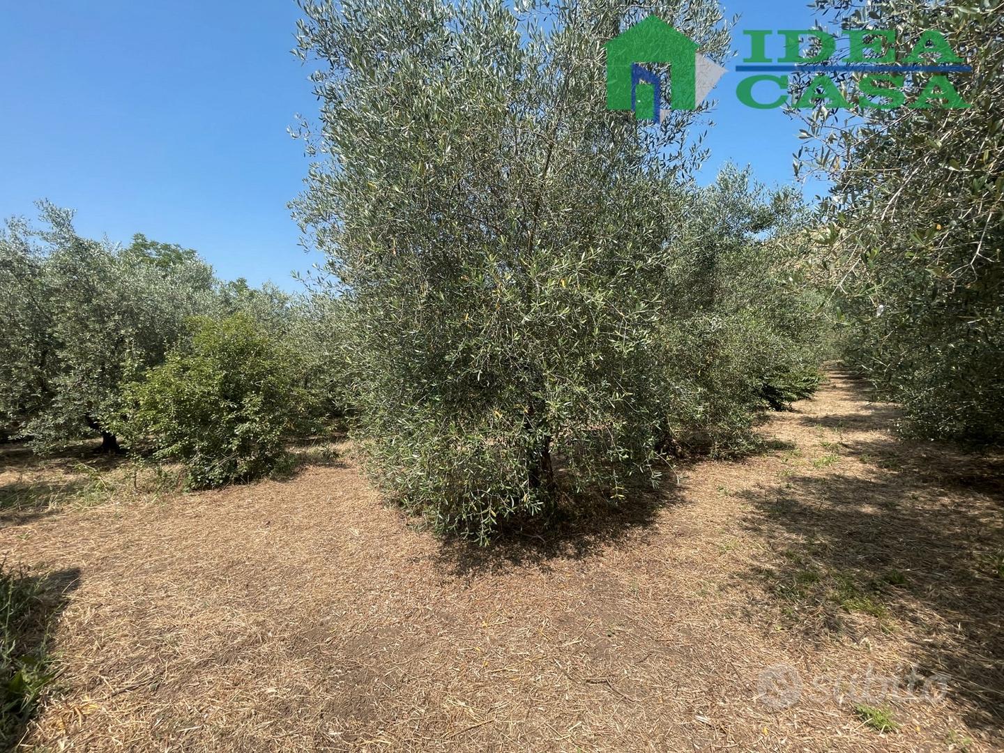 Terreno con Uliveto e Vigneto - Vista 3