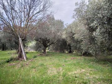 Terreno agricolo
