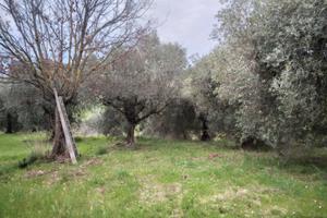 Terreno agricolo