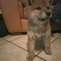 Shiba inu