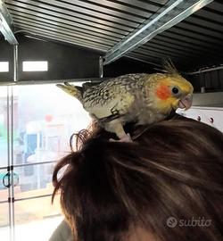 Calopsite allevato a mano in fase di svezzamento