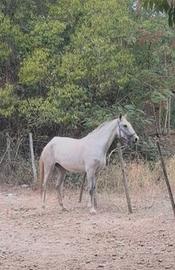 Lusitana 3 anni