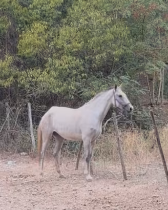 Lusitana 3 anni