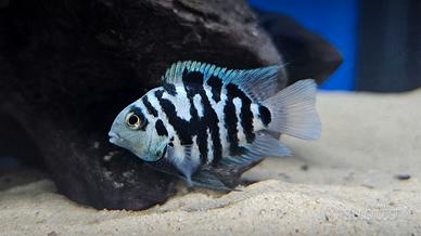 ciclidi Polar Blue parrot