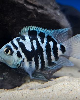 ciclidi Polar Blue parrot