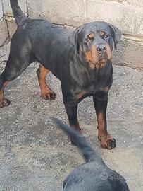 Rottweiler