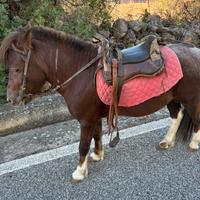 Pony intero pezzato