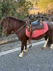 Pony intero pezzato