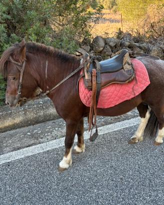 Pony intero pezzato