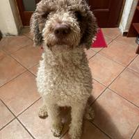 Cane razza Lagotto Romagnolo maschio di 2 anni