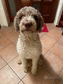 Cane razza Lagotto Romagnolo maschio di 2 anni