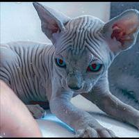 Sphynx pedigree pronta consegna