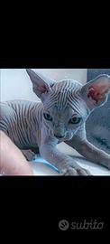 Sphynx pedigree pronta consegna
