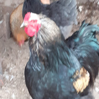 Animali da cortile