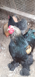 Animali da cortile