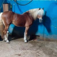 Cavallo Haflinger