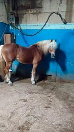 Cavallo Haflinger