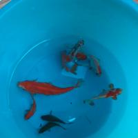 Pesci rossi varie colorazioni gambusie