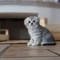 Scottish fold